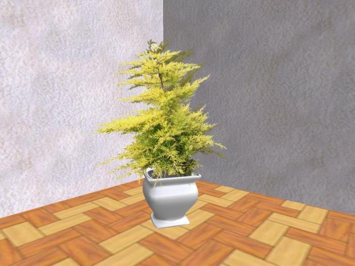 Arkad's Potted Port Orford Cedar flexi plant