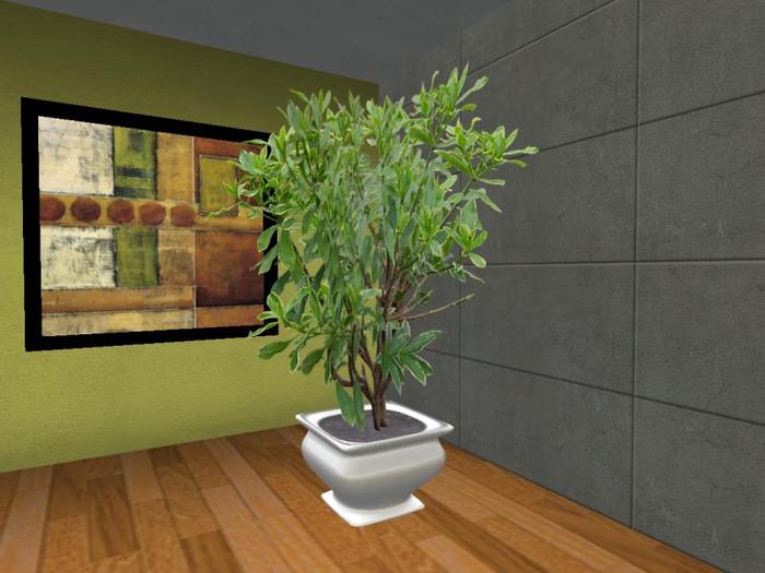 Arkad's Potted Winter Daphne flexi plant 3