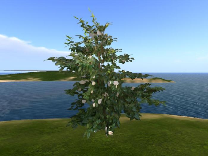Arkads 1 Prim Camellia japonica tree v1