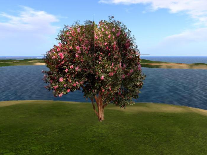 Arkads 1 Prim Camellia japonica tree v2
