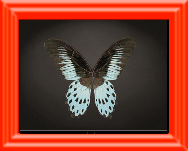 {Papillon} Fe/Mon/Bri/Fuu/Butterfly/Angelfisher Cocoon