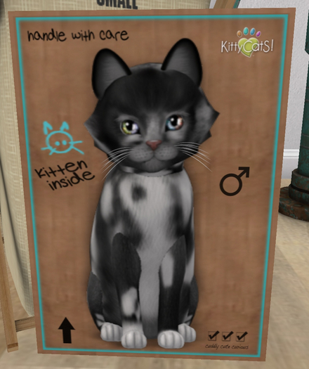 KittyCatS Box - New Born Kitten