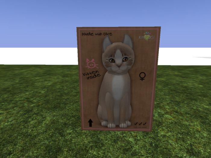 KittyCatS Box - New Born Kitten