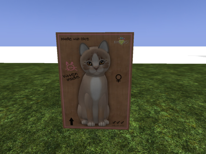 KittyCatS Box - New Born Kitten