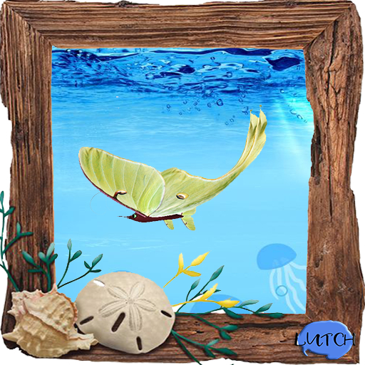 (7S) Common Fish: Butterflyfish Luna