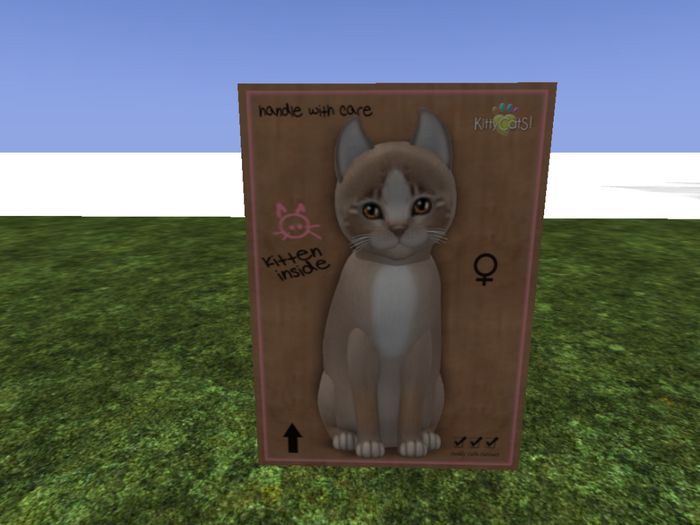 KittyCatS Box - New Born Kitten