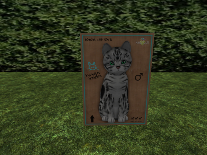 KittyCatS Box - New Born Kitten