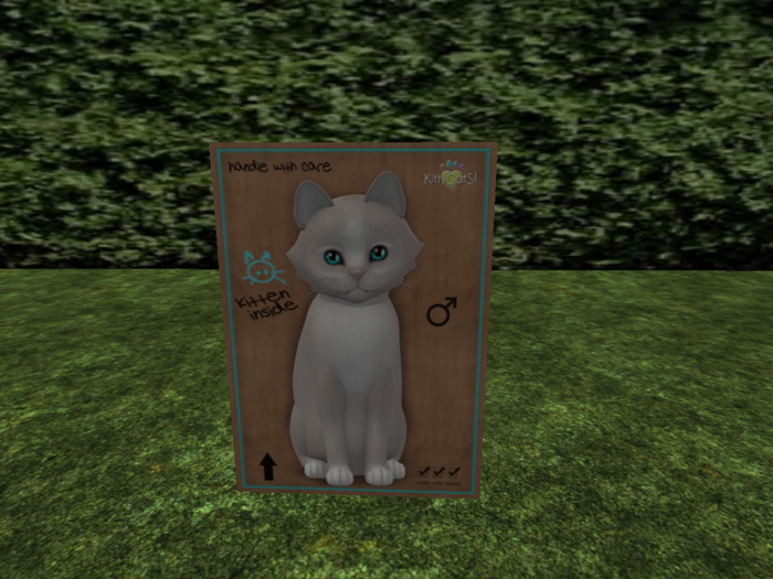 KittyCatS Box - New Born Kitten