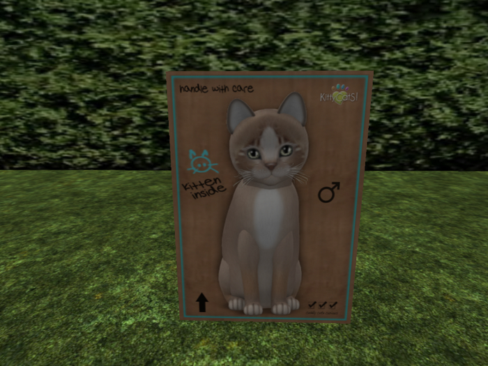 KittyCatS Box - New Born Kitten