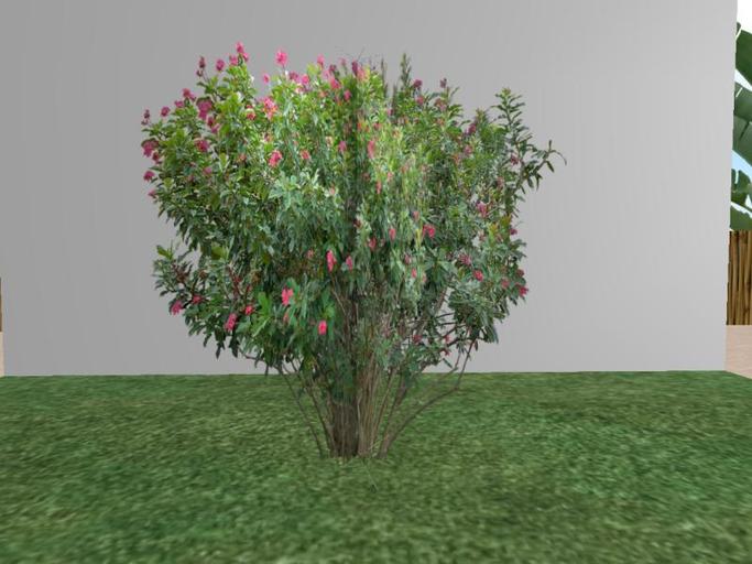 Arkads 1 Prim Spicy Jatropha