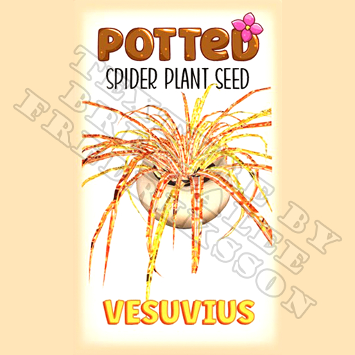 Potted: Spider Plant Seed: Vesuvius (ACTUAL PLANT SEED) - Retired!