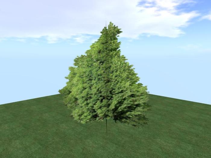 Arkads 1 Prim Dwarf Alberta White Spruce