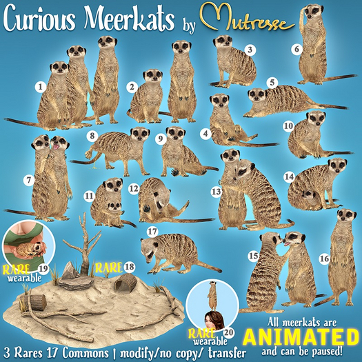 5. Mutresse-Curious Meerkats