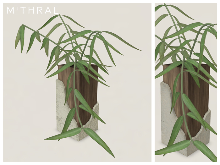 Mithral * Small Hoya Burmanica Fat Pack