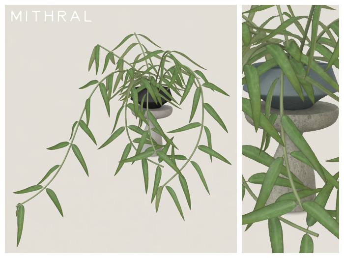 Mithral * Full Hoya Burmanica (Pack C)