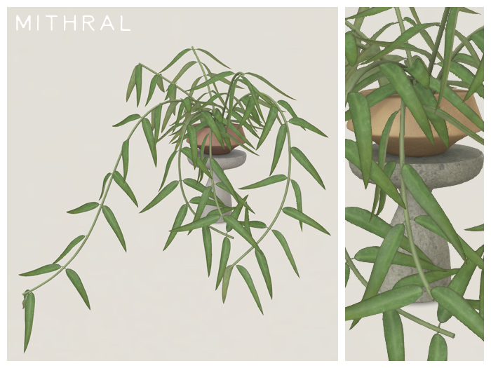 Mithral * Full Hoya Burmanica (Pack B)