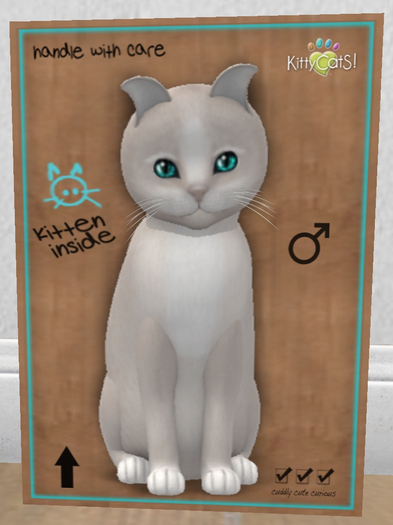 KittyCatS Box - New Born Kitten