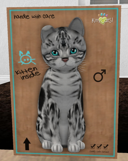 KittyCatS Box - New Born Kitten