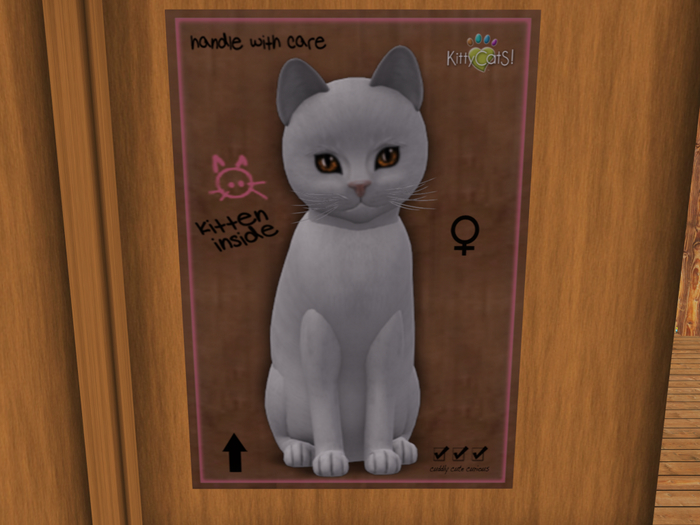 KittyCatS Box - New Born Kitten