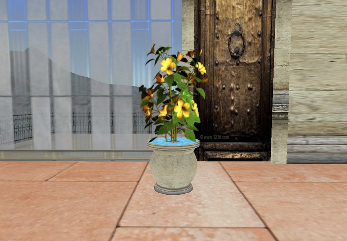 Excotic Tropical Flowers - Sun Cups