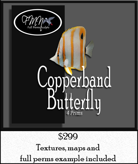 Full Perms Sculpted Copperband Butterfly Fish