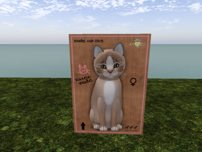 KittyCatS Box - New Born Kitten