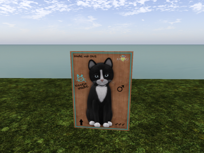 KittyCatS Box - New Born Kitten