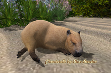 14. Mutresse-Chill Capybaras