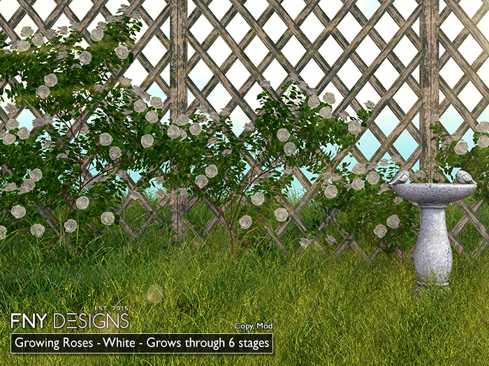 :FNY: Designs - Growing Climbing Roses WHITE
