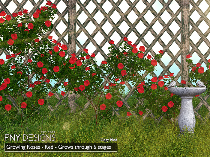 :FNY: Designs - Growing Climbing Roses RED
