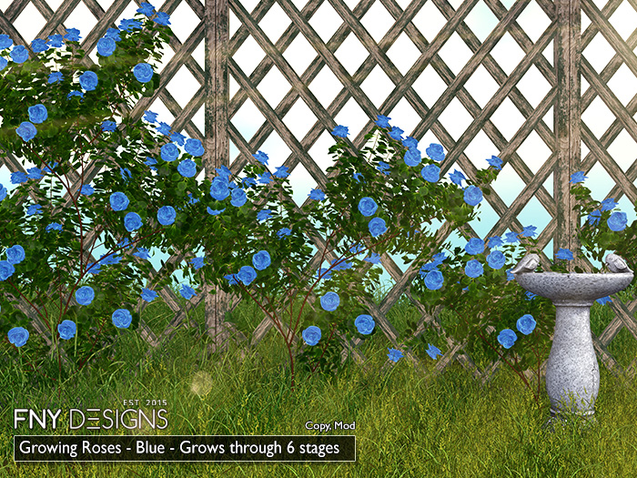 :FNY: Designs - Growing Climbing Roses BLUE