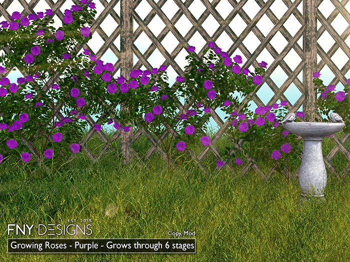 :FNY: Designs - Growing Climbing Roses PURPLE