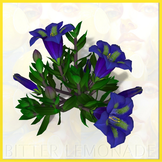 Garden Flower