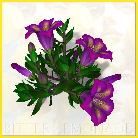 Garden Flower