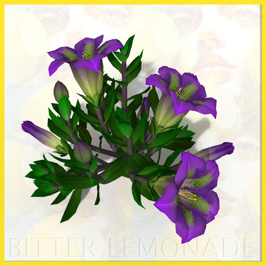 Garden Flower