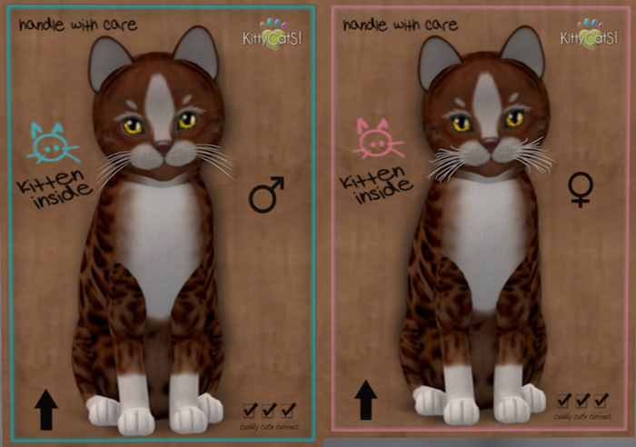 KittyCatS Box 73 TWO Kittens!