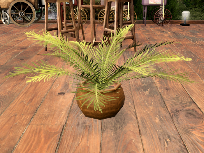 Potted Silver Lady Fern