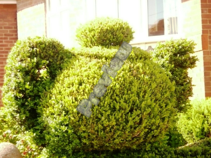 Teapot Topiary Hedge