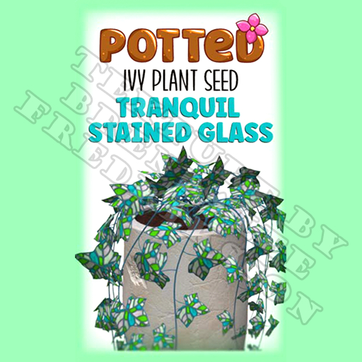 Potted: Ivy Plant Seed: Tranquil Stained Glass (ACTUAL PLANT SEED) - Retired!