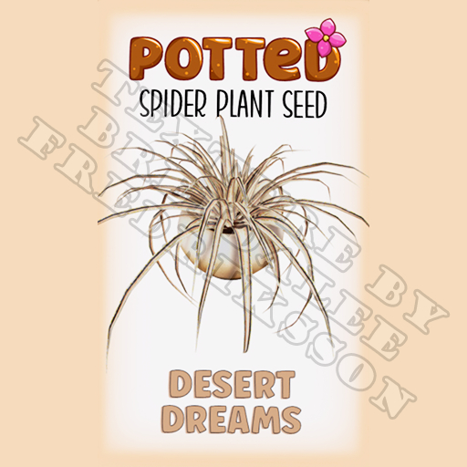 Potted: Spider Plant Seed: Desert Dreams (ACTUAL PLANT SEED) - Retired!