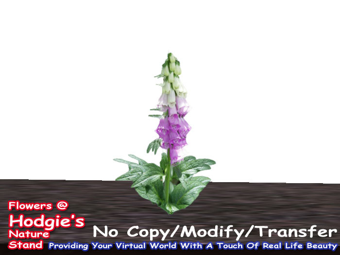 Foxglove (Purple)(Digitalis)(One Prim Plant)