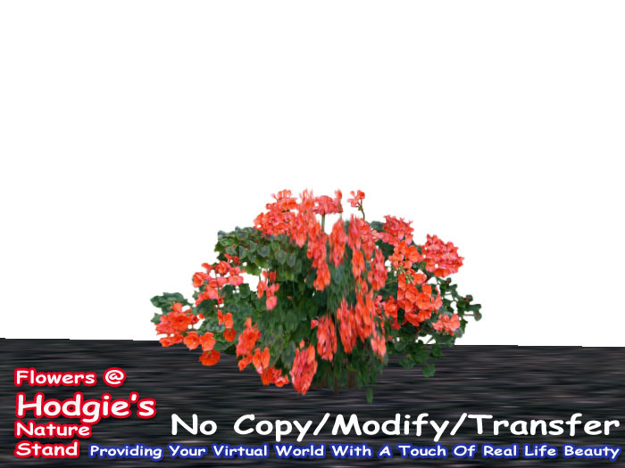 Hodgie's Flowers & Plants  -  Geranium (Salmon) One Prim Plant