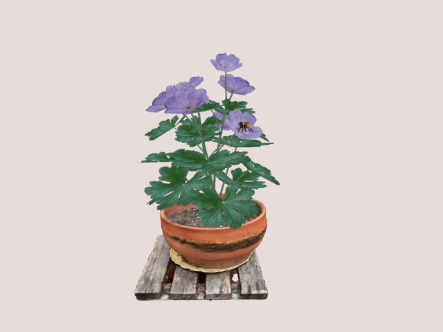 Mesh Plant with Bee Animated