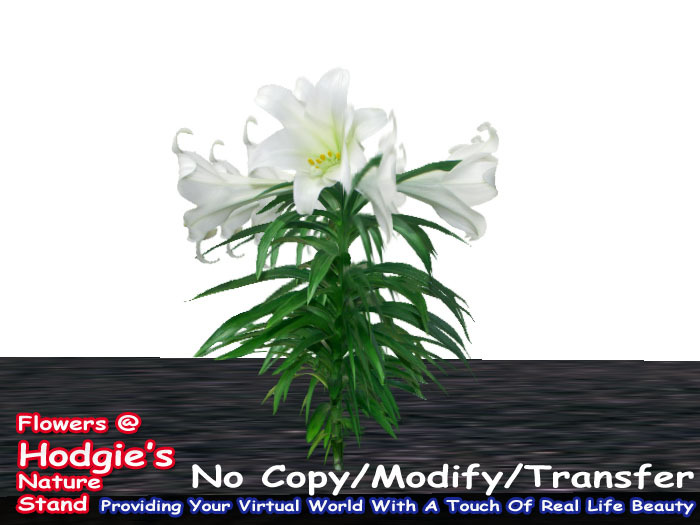 Hodgie's Flowers & Plants  -  Lilly (White Easter Lilly) (one prim plant) (1 Prim plant)