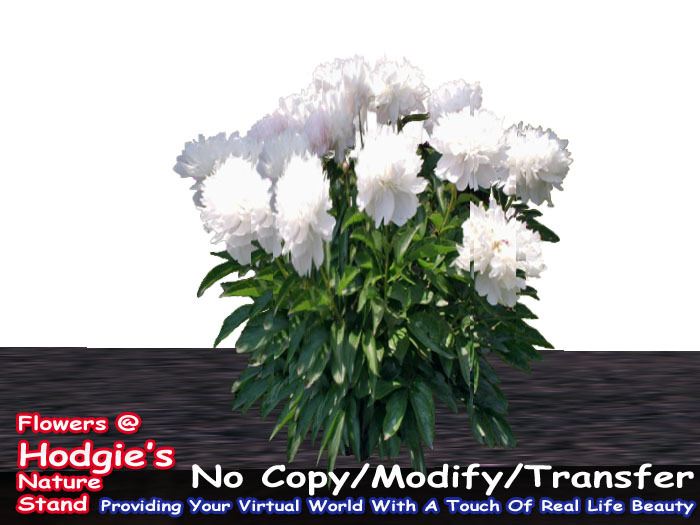 Hodgie's Flowers & Plants  -  Peony (White) (one prim) (1 prim plant)