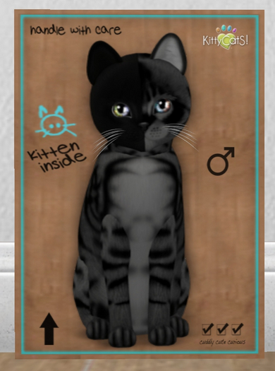 KittyCatS Box - New Born Kitten