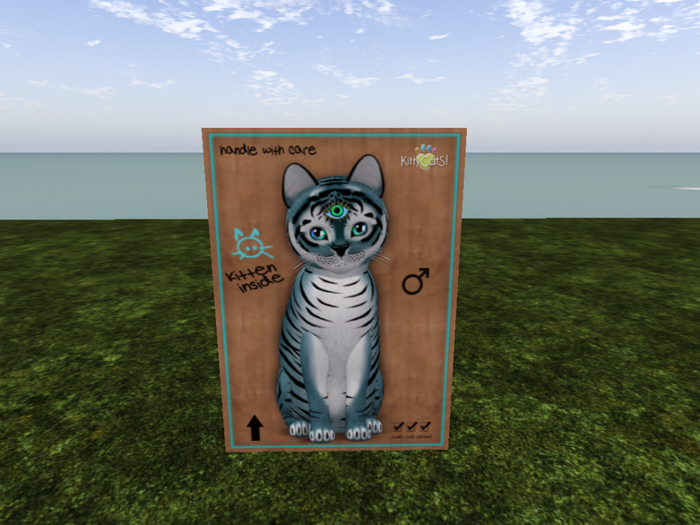 KittyCatS Box - New Born Kitten