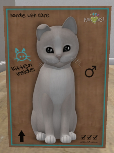 KittyCatS Box - New Born Kitten