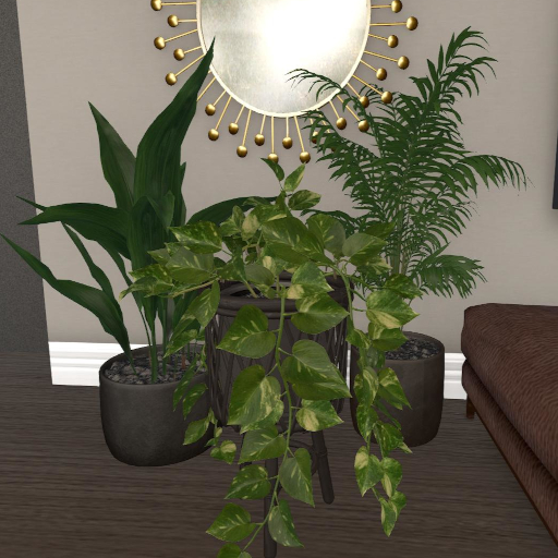 Indoor Plants