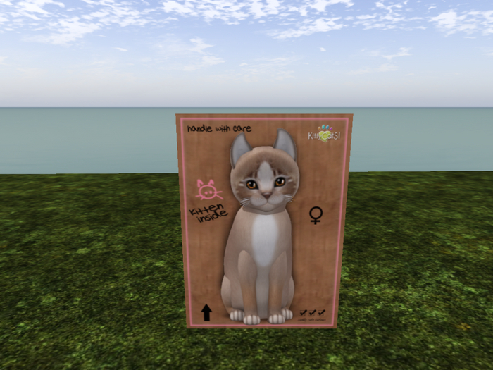 KittyCatS Box - New Born Kitten